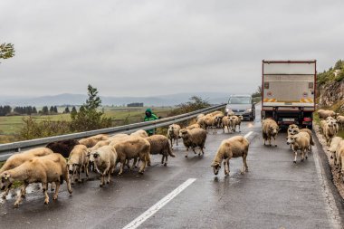 SJENICA, SERBIA - 7 Ekim 2021: Sırbistan 'ın Sjenica kenti yakınlarındaki yolda koyun