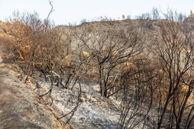 Yunanistan 'ın Peloponnese yarımadasında Olympia yakınlarında çıkan orman yangını sonrasında yandı