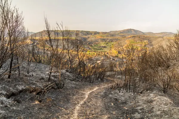 Yunanistan 'ın Peloponnese yarımadasında Olympia yakınlarında çıkan orman yangını sonrasında yandı