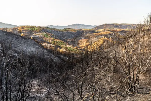 Yunanistan 'ın Peloponnese yarımadasında Olympia yakınlarında çıkan orman yangını sonrasında yandı
