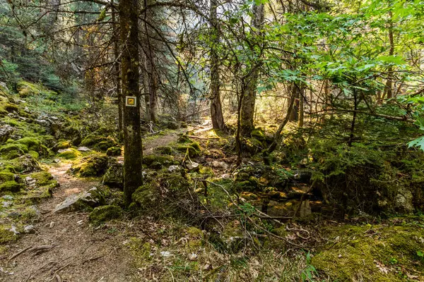 Yunanistan 'ın Moreloponese yarımadasındaki Elati köyü yakınlarındaki Menalon patikası