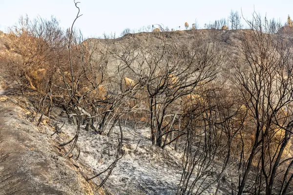 Yunanistan 'ın Peloponnese yarımadasında Olympia yakınlarında çıkan orman yangını sonrasında yandı