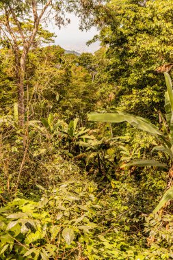 Minca, Kolombiya yakınlarındaki yemyeşil orman.