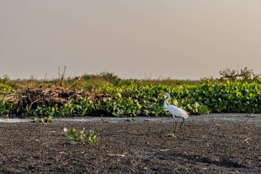 Cienaga de Pijino Gölü yakınlarında Büyük Egret (Ardea alba), Kolombiya