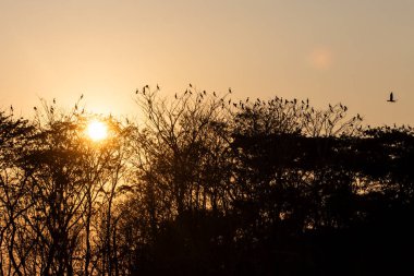 Sunset view of cormorants near Magdalena river near Santa Cruz de Mompox, Colombia clipart