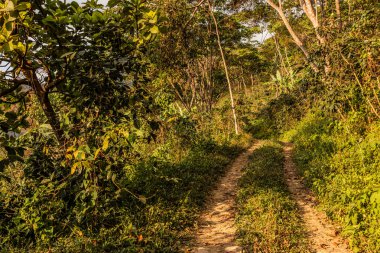 Minca, Kolombiya yakınlarındaki bir kahve çiftliğinde patika.