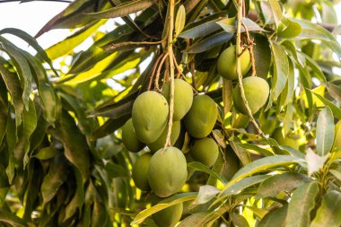 Kolombiya Valledupar yakınlarındaki bir ağaçta mango meyveleri