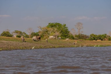 Cienaga de Pijino Gölü yakınlarında inekler ve akbalıkçıllar, Kolombiya