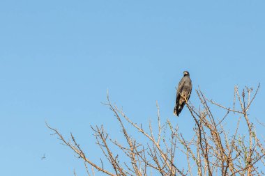 Snail Kite (Rostrhamus sociabilis) near Cienaga de Pijino lake, Colombi clipart