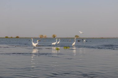 Cienaga de Pijino Gölü, Kolombiya 'da Büyük Egret (Ardea alba) ve Neotropik Karabatak (Nannopterum brasilianum)