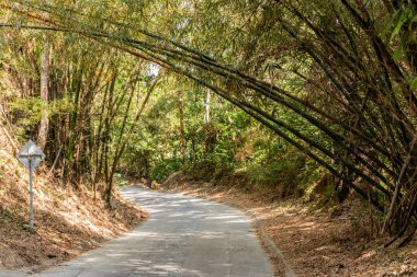 Minca, Kolombiya yakınlarındaki yol ve guadua bitkileri