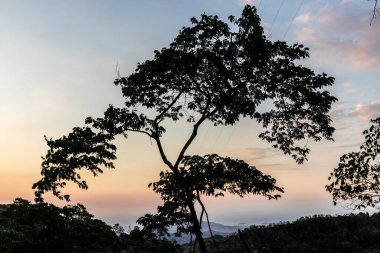 Minca, Kolombiya yakınlarında bir ağacın silueti.
