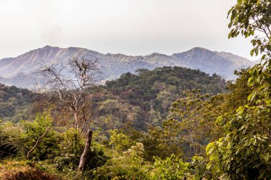 Minca, Kolombiya yakınlarındaki yemyeşil ormanlar