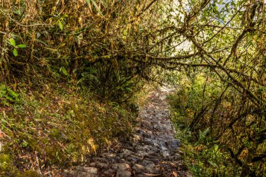 Machu Picchu dağına giden adımlar, Peru