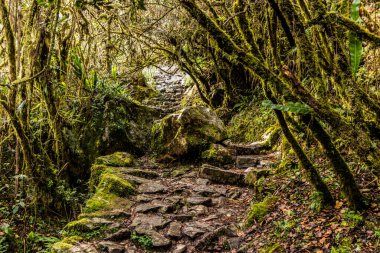 Machu Picchu dağına giden adımlar, Peru