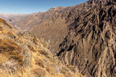 Colca Kanyonu, Peru görünümünü