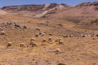 Colca Vadisi 'ndeki Mismi volkanı yakınlarındaki Alpaka sürüsü, Peru