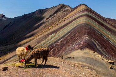 Vinicunca Gökkuşağı Dağı 'ndaki Alpakalar, Peru