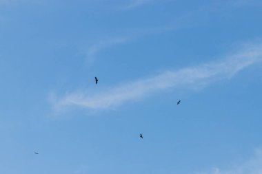 And Akbabaları (Vultur gryphus) Colca Kanyonu, Peru