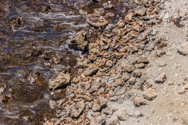 Güney Amerika deniz aslanları (Otaria flavescens) San Fernando ulusal rezervi, Peru