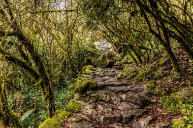 Machu Picchu dağına giden adımlar, Peru