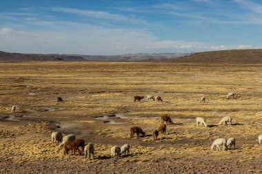 Alpacas (Lama pacos) in Reserva nacional de Salinas y Aguada Blanca, Peru