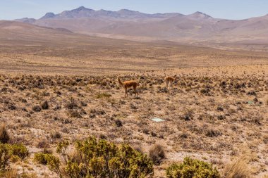 Vicunas (Lama vicugna) in Reserva nacional de Salinas y Aguada Blanca, Peru