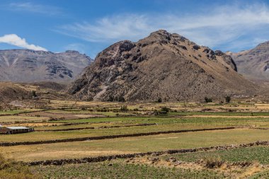 Colca Kanyonu, Peru 'daki Pinchollo köyü yakınlarındaki tarım arazisi
