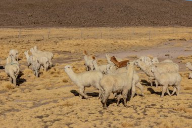 Alpacas (Lama pacos) in Reserva nacional de Salinas y Aguada Blanca, Peru