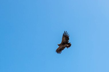 And Akbabası (Vultur gryphus) Colca kanyonunda, Peru