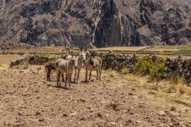 Colca Canyon, Peru 'daki Pinchollo köyü yakınlarında eşekler.