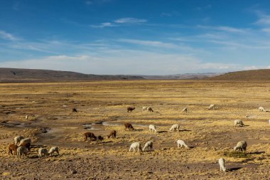Alpacas (Lama pacos) in Reserva nacional de Salinas y Aguada Blanca, Peru
