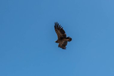 And Akbabası (Vultur gryphus) Colca kanyonunda, Peru