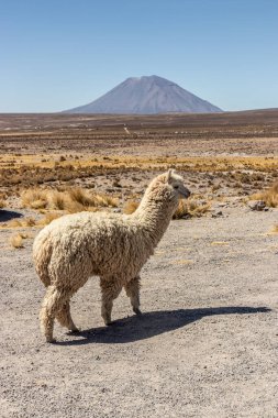 Misti volkanı ve alpaka (Lama pacos) in Reserva nacional de Salinas y Aguada Blanca, Peru