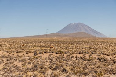 Misti volkanı, Peru manzarası. Vicuna görünür.