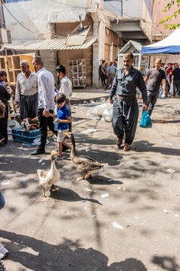 SULAYMANIYAH, IRAQ - 7 Ekim 2022: Irak Kürdistan Bölgesi, Sulaymaniyah 'taki Naqib pazarında ördekler
