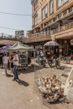 SuLAYMANIYAH, IRAQ - 7 Ekim 2022: Irak 'ın Kürdistan Bölgesi, Sulaymaniyah' taki Naqib pazarında kafesteki ördekler