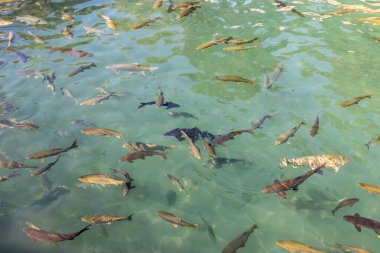 Şanlıurfa 'nın İbrahim Havuzu, Balikligol' da balık