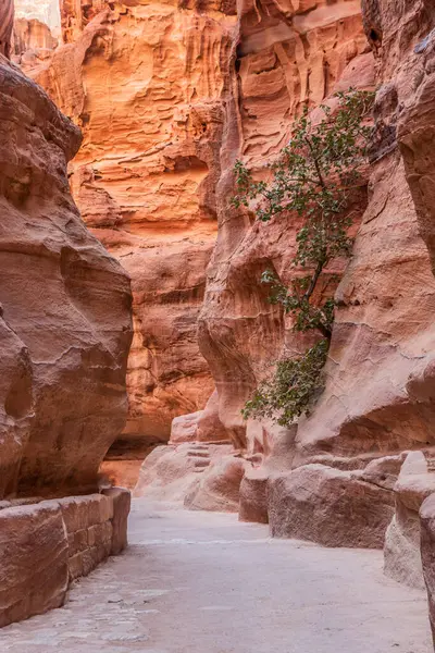 Siq geçidi, antik şehir Petra 'nın ana girişi, Ürdün