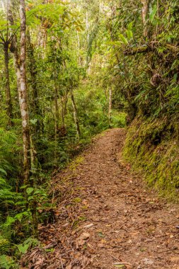 Yanachaga Chemillen Ulusal Parkı, Peru 'daki Abra Esperanza' ya yürüyüş yolu.