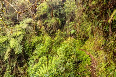 Yanachaga Bulut Ormanı Kimyager Ulusal Parkı, Peru