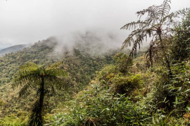 Yanachaga Kimya Ulusal Parkı, Peru Bulut Ormanı 'nın puslu manzarası