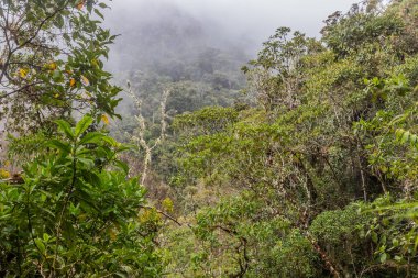 Yanachaga Bulut Ormanı Kimyager Ulusal Parkı, Peru
