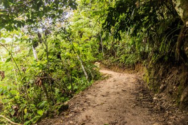Tingo Maria Ulusal Parkı, Peru 'daki Catarata Honolulo şelalesine giden yol