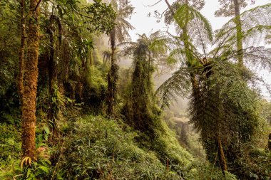 Yanachaga Kimya Ulusal Parkı, Peru Bulut Ormanı 'nın puslu manzarası