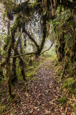 Yanachaga Chemillen Ulusal Parkı, Peru 'daki Abra Esperanza' ya yürüyüş yolu.