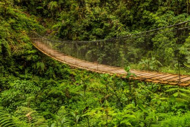 Yanachaga Chemillen Ulusal Parkı, Peru 'da asılı köprü.