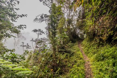 Yanachaga Chemillen Ulusal Parkı, Peru 'daki Abra Esperanza' ya yürüyüş yolu.