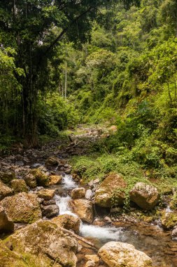 Tingo Maria Ulusal Parkı, Peru 'daki Catarata Gloriapata Şelalesi' nin yanındaki derede.