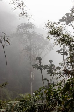 Yanachaga Kimya Ulusal Parkı, Peru Bulut Ormanı 'nın puslu manzarası